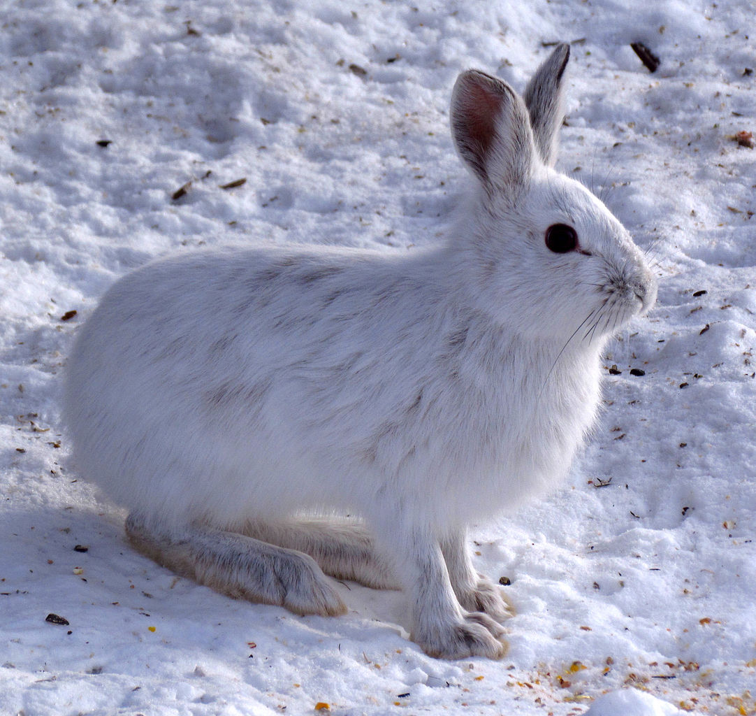 Snowshoe Hare.jpg